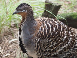 Graceful majestic Mallee Fowl with subtle camouflaged plumage.