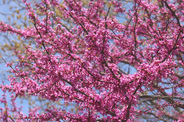 Obraz premium Beautiful Redbud tree (Cercis canadensis) blossoms in springtime. Nature landscape with sunbeams. Natural concept.