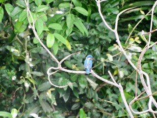 bird on a branch