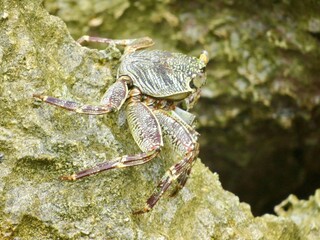 crab on the rocks