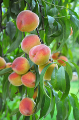 On the tree branch ripe peach fruits