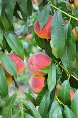 On the tree branch ripe peach fruits