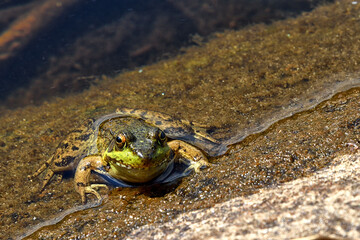 Green and brown frog facing camera sitting still at edge of lake

