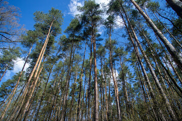Korony Drzew na tle niebieskiego nieba - Dolnyśląsk Dolina jezierzycy