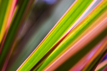 Plants with colorful textures