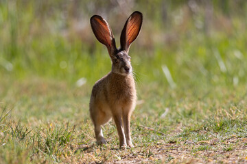 Very close view of a black-tailed jackrabbit, seen in the wild near a north California marsh  © ranchorunner