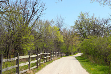 Panoramic spring scenery with fresh green foliage in the forest preserve. Spring natural background.