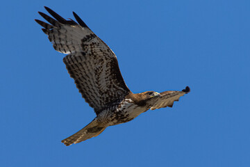 red-tailed hawk flying in beautiful light , seen in the wild in  North California 