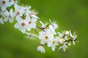blooming branch in close up view with blur background