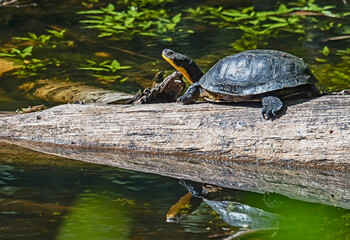 Fototapeta premium Blanding's Turtle
