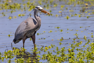 Great egret catching a fish, seen in the wild in a North California marsh 