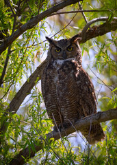 Long-eared owl, seen in the wild in North California