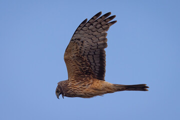Extremely close view of a female  hen harrier (Northern harrier)  flying in beautiful light, seen in the wild in North California