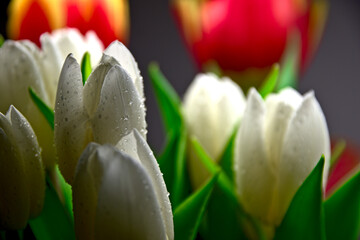 krople wody na białych tulipanach