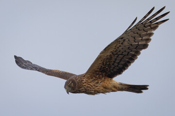 Extremely close view of a female  hen harrier (Northern harrier)  flying in beautiful light, seen in the wild in North California