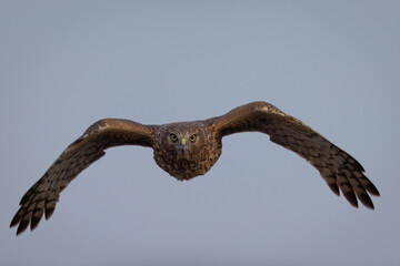 Extremely close view of a female  hen harrier (Northern harrier)  flying in beautiful light, seen in the wild in North California