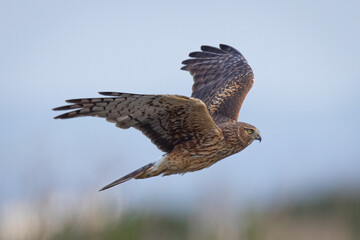 Extremely close view of a female  hen harrier (Northern harrier)  flying in beautiful light, seen in the wild in North California
