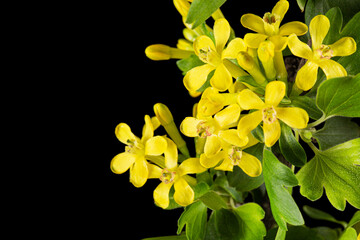 Young twig of black curran with flowers and foliaget, isolated on black background