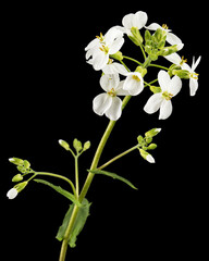 Fototapeta premium Flowers of arabis, isolated on black background