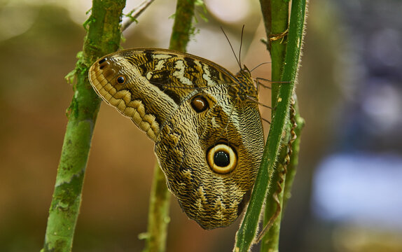 Caligo es un g&eacute;nero de lepid&oacute;pteros de la familia Nymphalidae conocidos vulgarmente como mariposas b&uacute;ho.