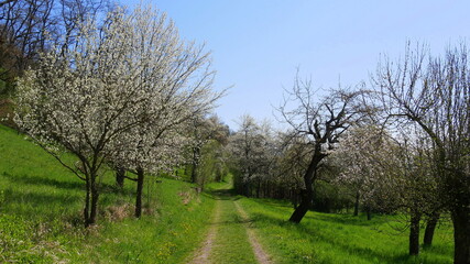 Fototapeta premium Wanderweg Wurmlinger Kapellenwegle durch Streuobstwiesen