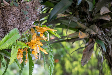 yellow orchid with red spots 