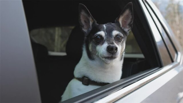 Adorable Small Dog, Toy Fox Terrier, with Face Out the Car Window for fresh air. Image taken in Vancouver, British Columbia, Canada.