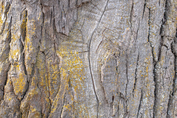 Old Wood Tree Texture Background Pattern, nature