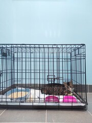 cat in a cage at the shelter