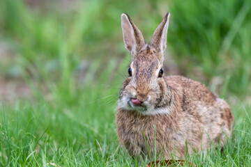 Naklejka na ściany i meble Funny faced wild rabbit in grass tongue licking lips