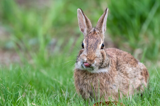 Funny faced wild rabbit in grass tongue licking lips