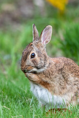 Eastern cottontail rabbit in grass cleaning face