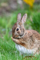 Eastern cottontail rabbit in grass cleaning face
