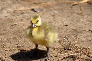 Baby Canada Goose