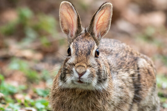 Eastern cottontail rabbit facing front