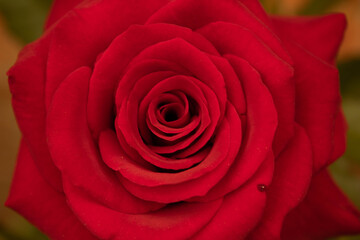 Rosa Roja en su máxima expresión.