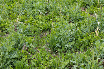 A mixture of cover crops in the spring.