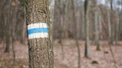 Marking of the hiking trail in blue and white placed on a tree in a forest in Poland.