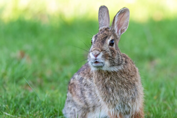 Wild Rabbit portrait in grass with golden sunlight behind