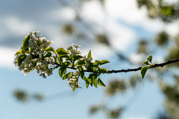 Crataegus monogyna hawthorn with a beautiful bokeh