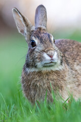 Eastern Cottontail Rabbit portrait in grass