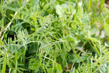Close-up of green, growing cover crops in the spring.