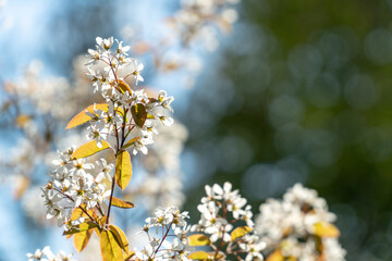 Amelanchier canadensis shadbush with a beautiful bokeh in spring