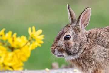 Naklejka na ściany i meble Eastern Cottontail Rabbit, Sylvilagus floridanus, Springtime in grass with beautiful soft sunlight