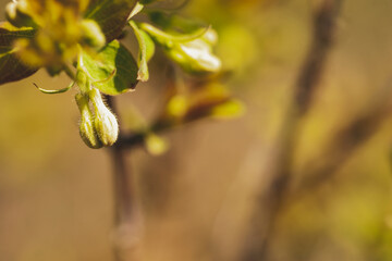 Unopened flower buds of edible honeysuckle on a berry bush. Shooting in bright sun, selective focus.