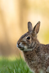 Wild Rabbit portrait in grass with golden sunlight behind