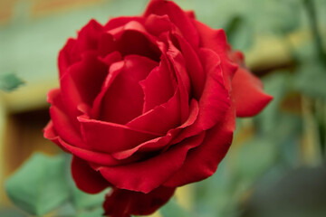 Rosa Roja en soledad.