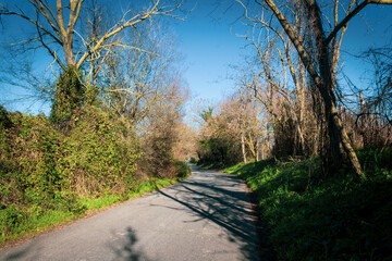 path in the woods