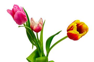 A Bouquet of Red-Yellow and Red-White Tulips. Cut On White Background