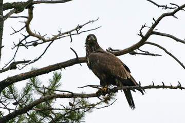 Golden eagle sitting on a tree on a rainy day. Bird of prey. Aquila chrysaetos. Wildlife of Jasper National Park, Alberta, Canada.